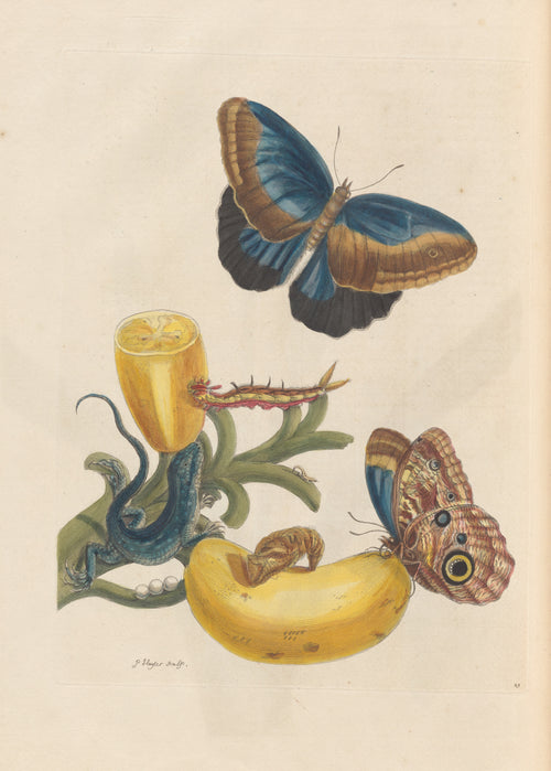 Metamorphosis of the Insects of Surinam, Plate 23: Banana with Butterflies and a Lizard by Maria Sibylla Merian — Blue butterflies and a lizard gather on a
