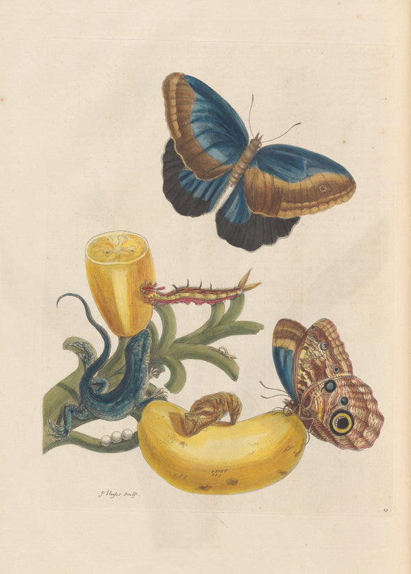 Maria Sibylla Merian — Metamorphosis of the Insects of Surinam, Plate 23: Banana with Butterflies and a Lizard | Natural History Print