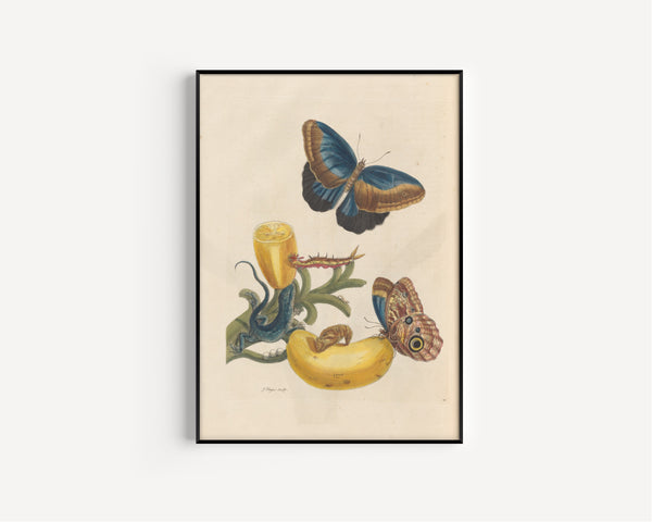 Maria Sibylla Merian — Metamorphosis of the Insects of Surinam, Plate 23: Banana with Butterflies and a Lizard | Natural History Print