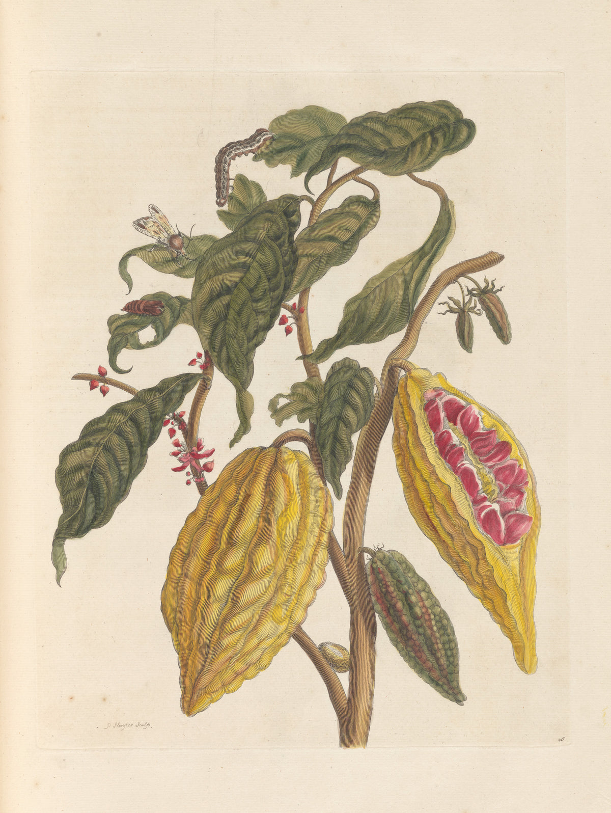 Maria Sibylla Merian — Metamorphosis of the Insects of Surinam, Plate 26: Cacao | Natural History Print