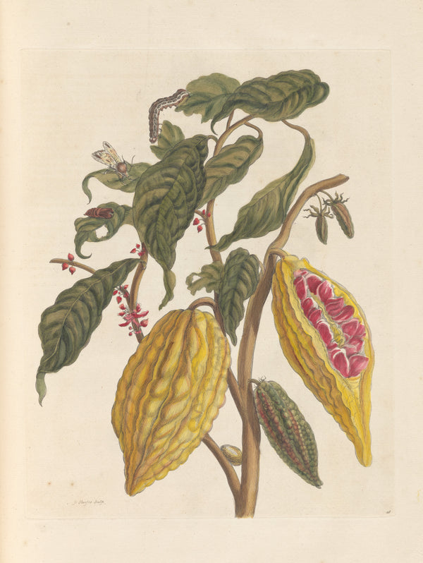 Maria Sibylla Merian — Metamorphosis of the Insects of Surinam, Plate 26: Cacao | Natural History Print