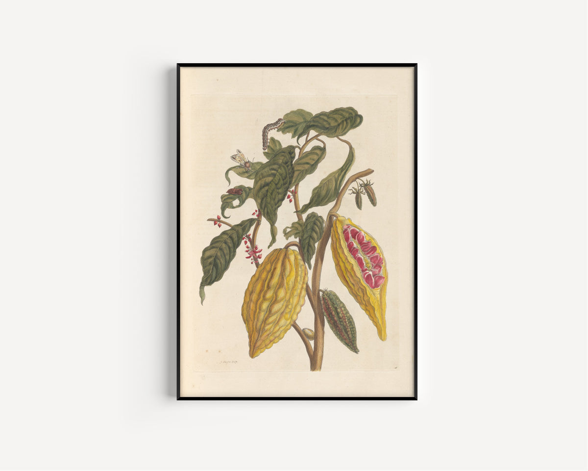 Maria Sibylla Merian — Metamorphosis of the Insects of Surinam, Plate 26: Cacao | Natural History Print