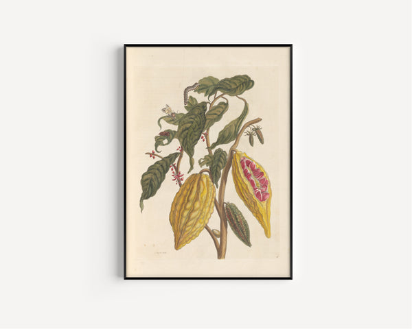 Maria Sibylla Merian — Metamorphosis of the Insects of Surinam, Plate 26: Cacao | Natural History Print