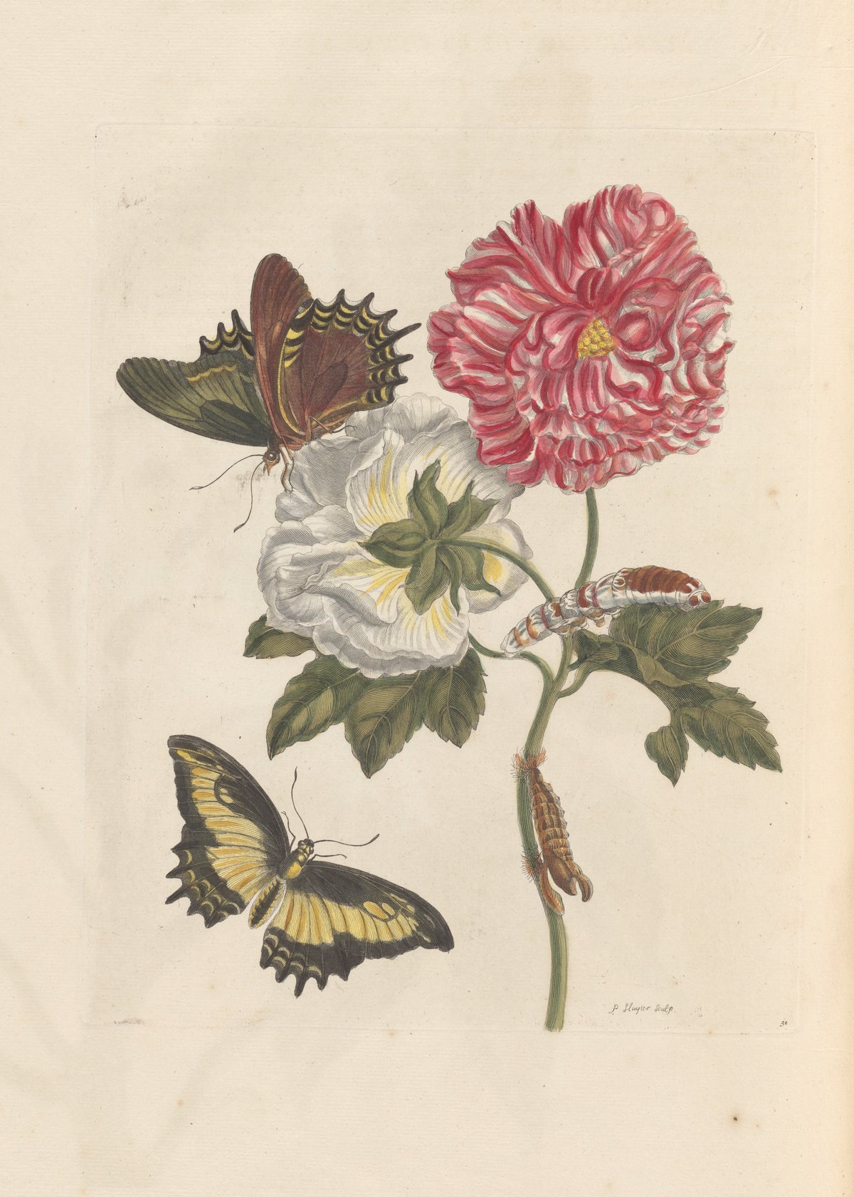 Maria Sibylla Merian — Metamorphosis of the Insects of Surinam, Plate 31: Hibiscus with Swallowtail Butterflies | Natural History Print