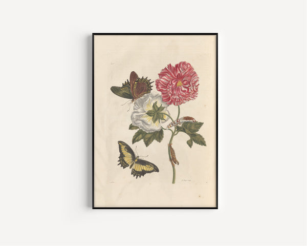 Maria Sibylla Merian — Metamorphosis of the Insects of Surinam, Plate 31: Hibiscus with Swallowtail Butterflies | Natural History Print