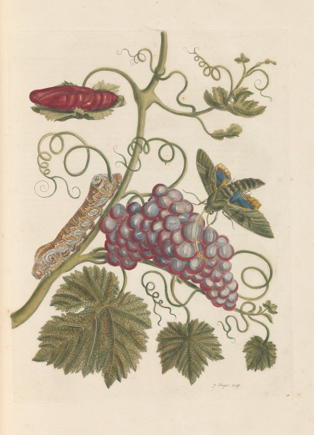 Maria Sibylla Merian — Metamorphosis of the Insects of Surinam, Plate 34: Grapevine with Caterpillar and Moth | Natural History Print