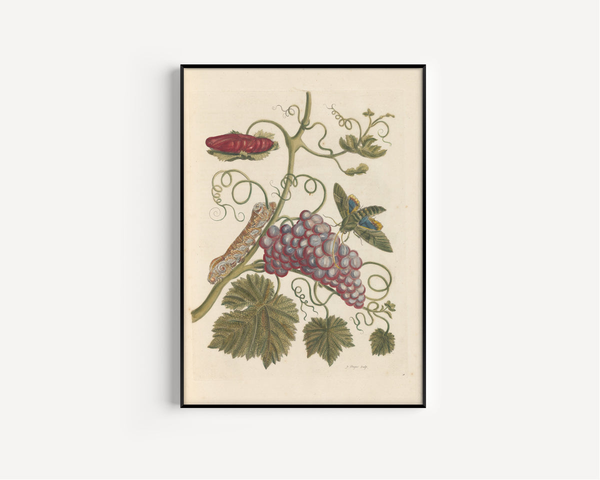 Maria Sibylla Merian — Metamorphosis of the Insects of Surinam, Plate 34: Grapevine with Caterpillar and Moth | Natural History Print