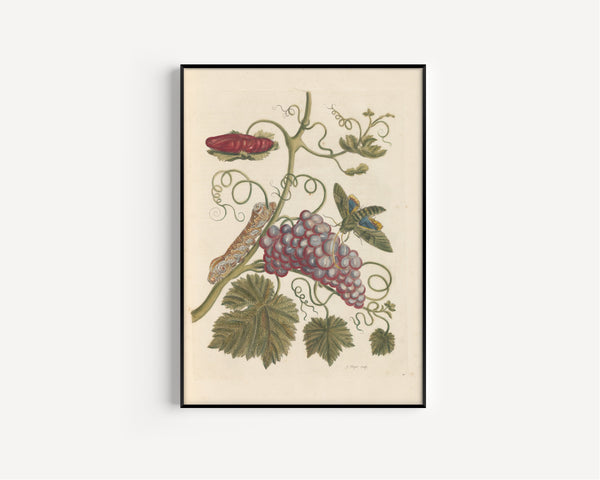 Maria Sibylla Merian — Metamorphosis of the Insects of Surinam, Plate 34: Grapevine with Caterpillar and Moth | Natural History Print