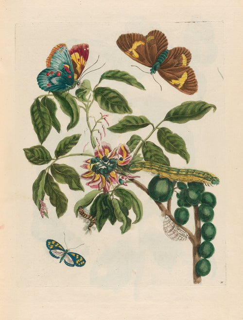 Maria Sibylla Merian — Metamorphosis of the Insects of Surinam, Plate 35: Flowering Branch with Butterflies | Natural History Print