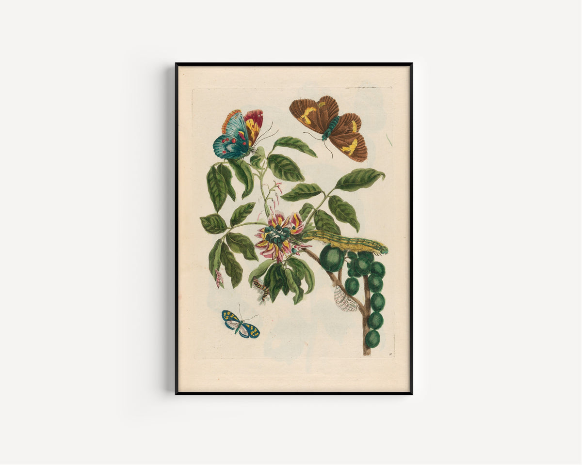 Maria Sibylla Merian — Metamorphosis of the Insects of Surinam, Plate 35: Flowering Branch with Butterflies | Natural History Print