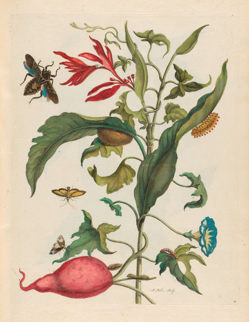 Maria Sibylla Merian — Metamorphosis of the Insects of Surinam, Plate 41: Sweet Potato and Heliconia | Natural History Print