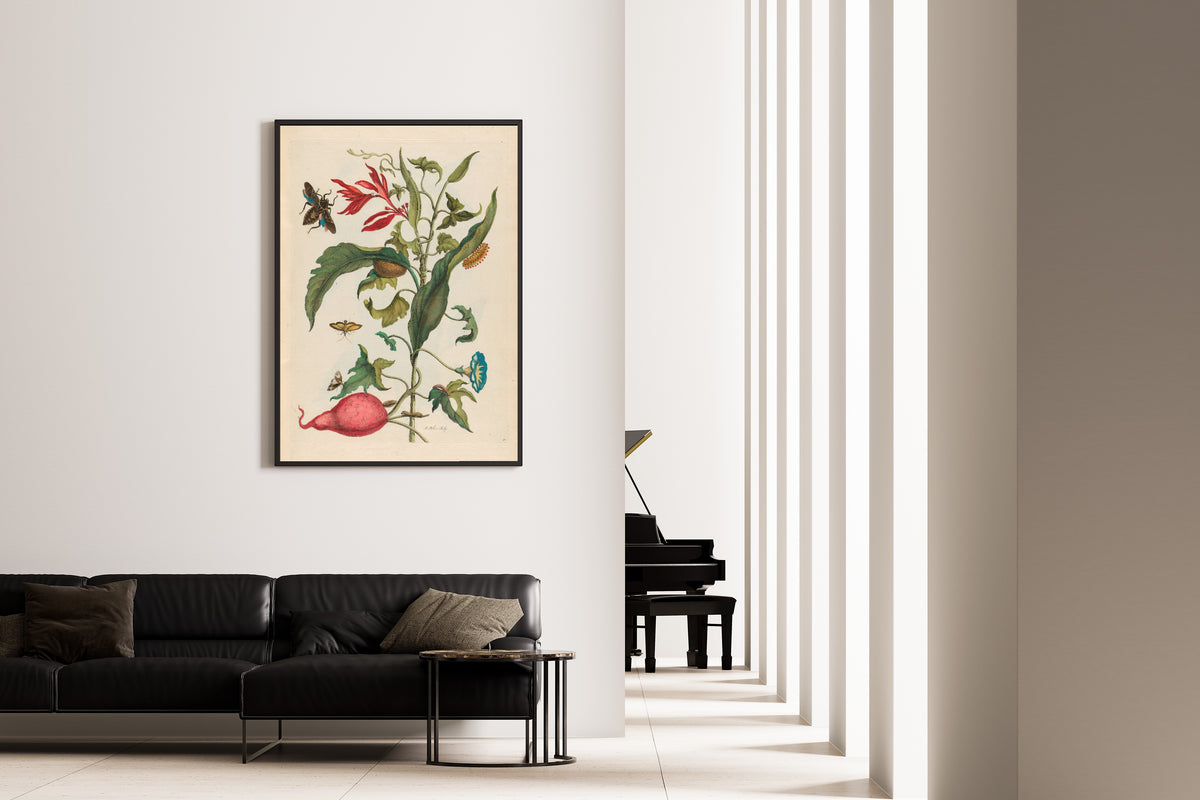 Maria Sibylla Merian — Metamorphosis of the Insects of Surinam, Plate 41: Sweet Potato and Heliconia | Natural History Print