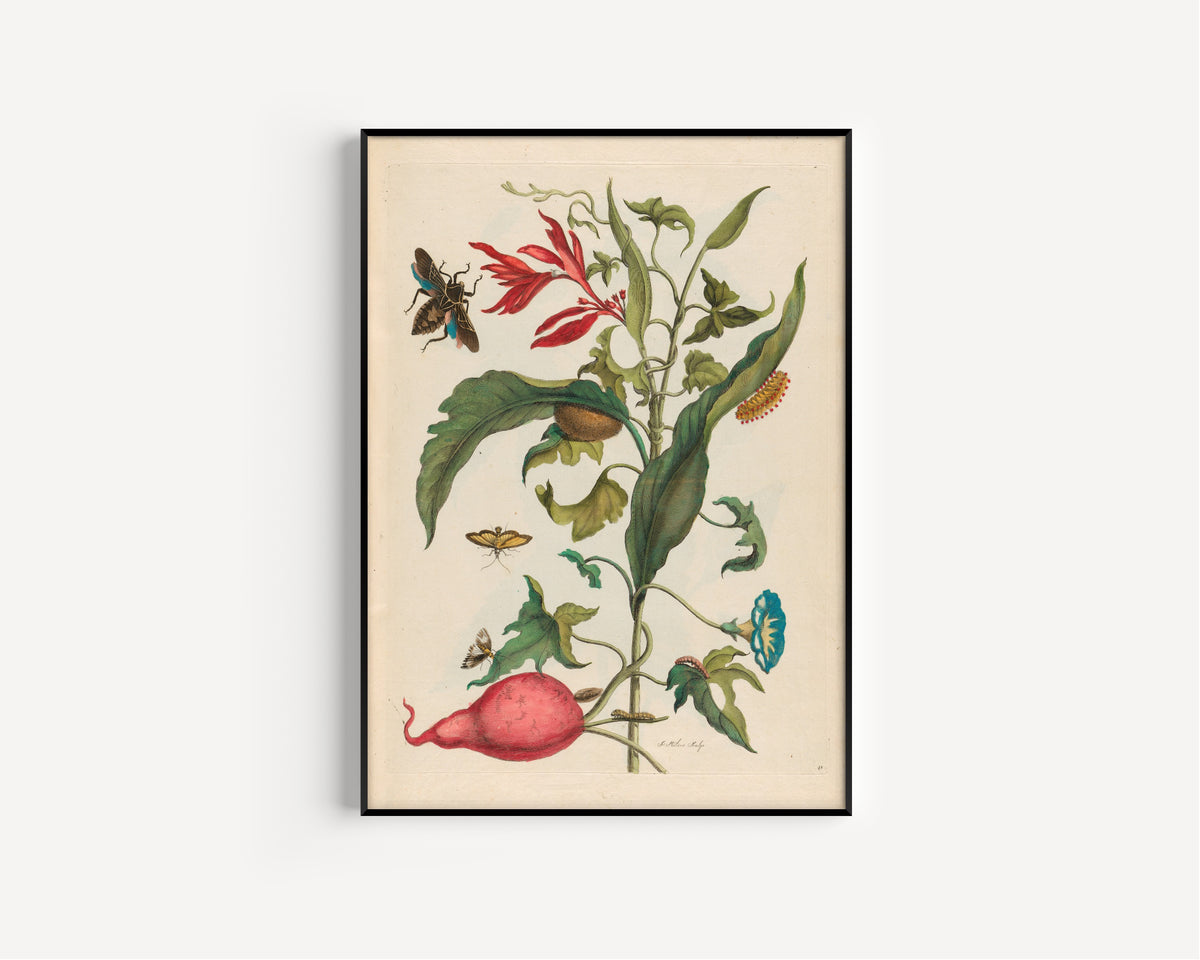 Maria Sibylla Merian — Metamorphosis of the Insects of Surinam, Plate 41: Sweet Potato and Heliconia | Natural History Print