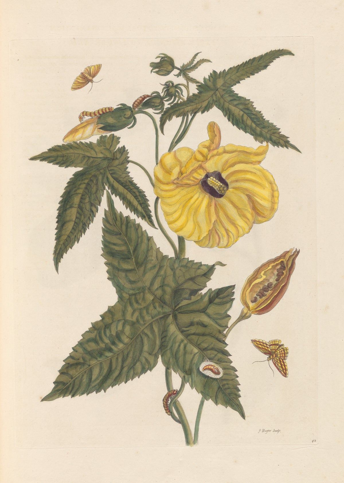 Maria Sibylla Merian — Metamorphosis of the Insects of Surinam, Plate 42: Hibiscus | Natural History Print