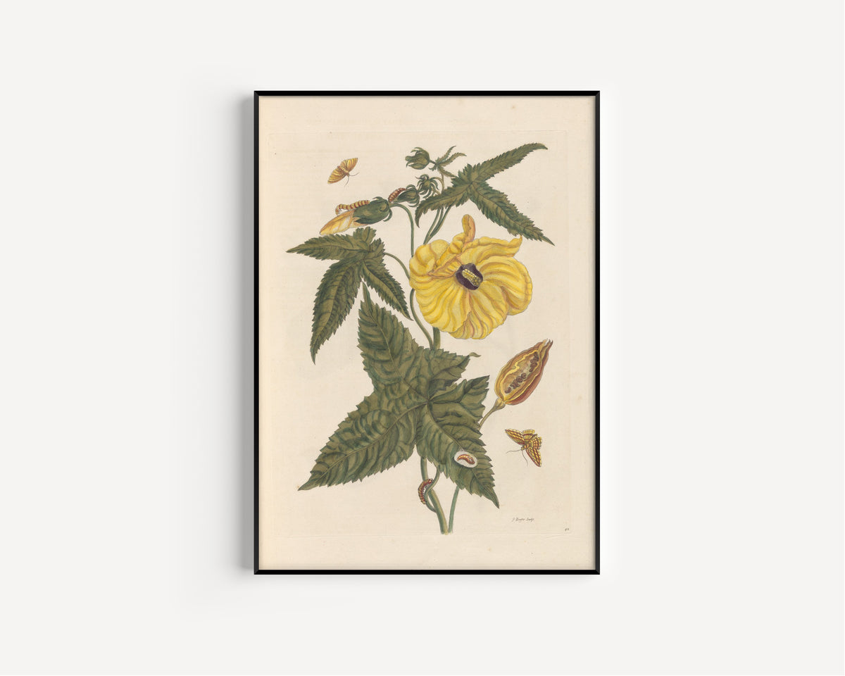 Maria Sibylla Merian — Metamorphosis of the Insects of Surinam, Plate 42: Hibiscus | Natural History Print