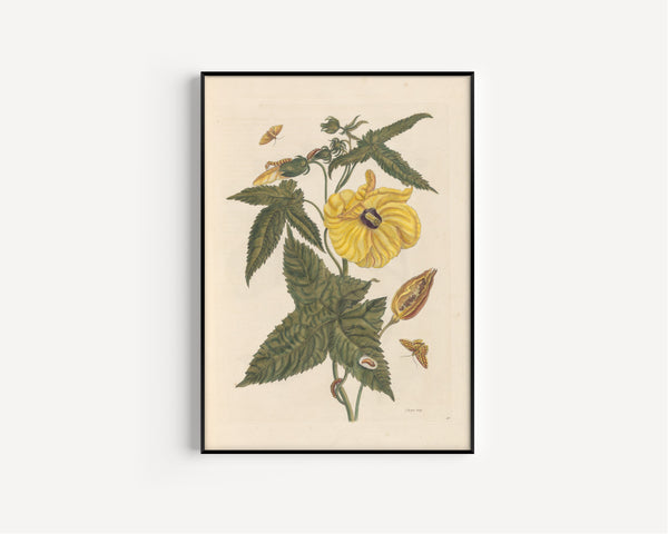 Maria Sibylla Merian — Metamorphosis of the Insects of Surinam, Plate 42: Hibiscus | Natural History Print