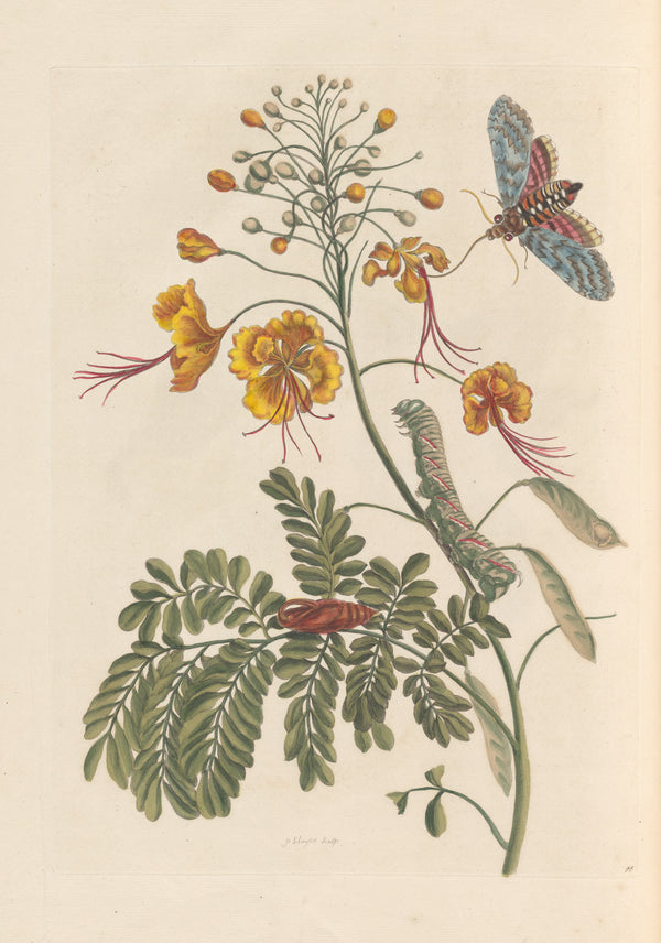 Maria Sibylla Merian — Metamorphosis of the Insects of Surinam, Plate 45: Peacock Flower | Natural History Print