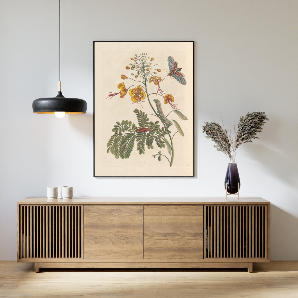 Maria Sibylla Merian — Metamorphosis of the Insects of Surinam, Plate 45: Peacock Flower | Natural History Print