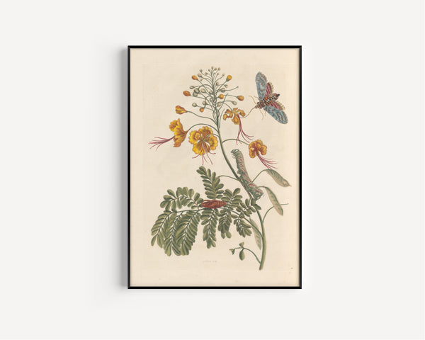 Maria Sibylla Merian — Metamorphosis of the Insects of Surinam, Plate 45: Peacock Flower | Natural History Print