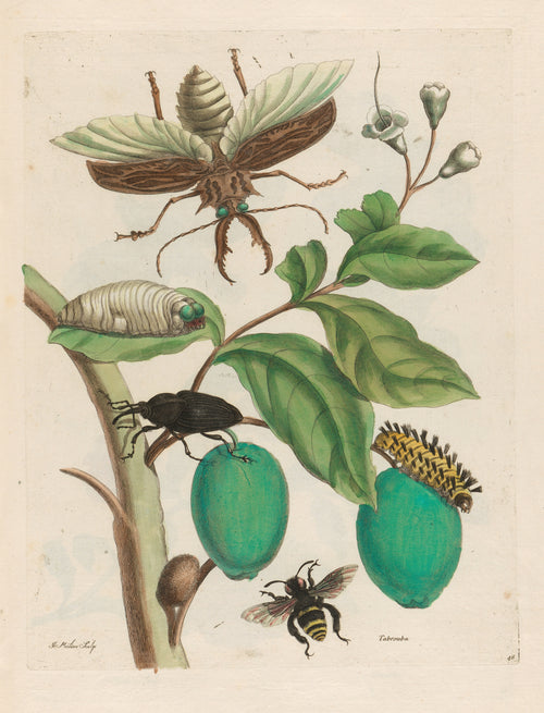 Maria Sibylla Merian — Metamorphosis of the Insects of Surinam, Plate 48: Tabrouba | Natural History Print