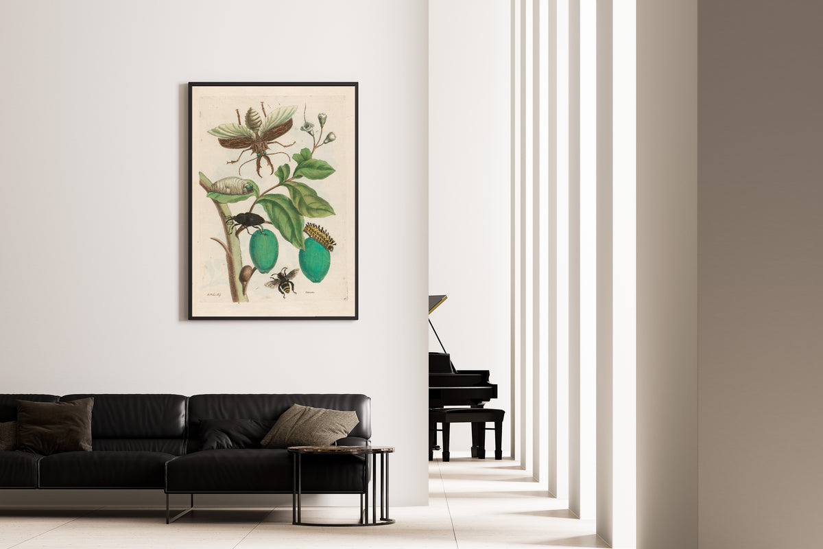 Maria Sibylla Merian — Metamorphosis of the Insects of Surinam, Plate 48: Tabrouba | Natural History Print