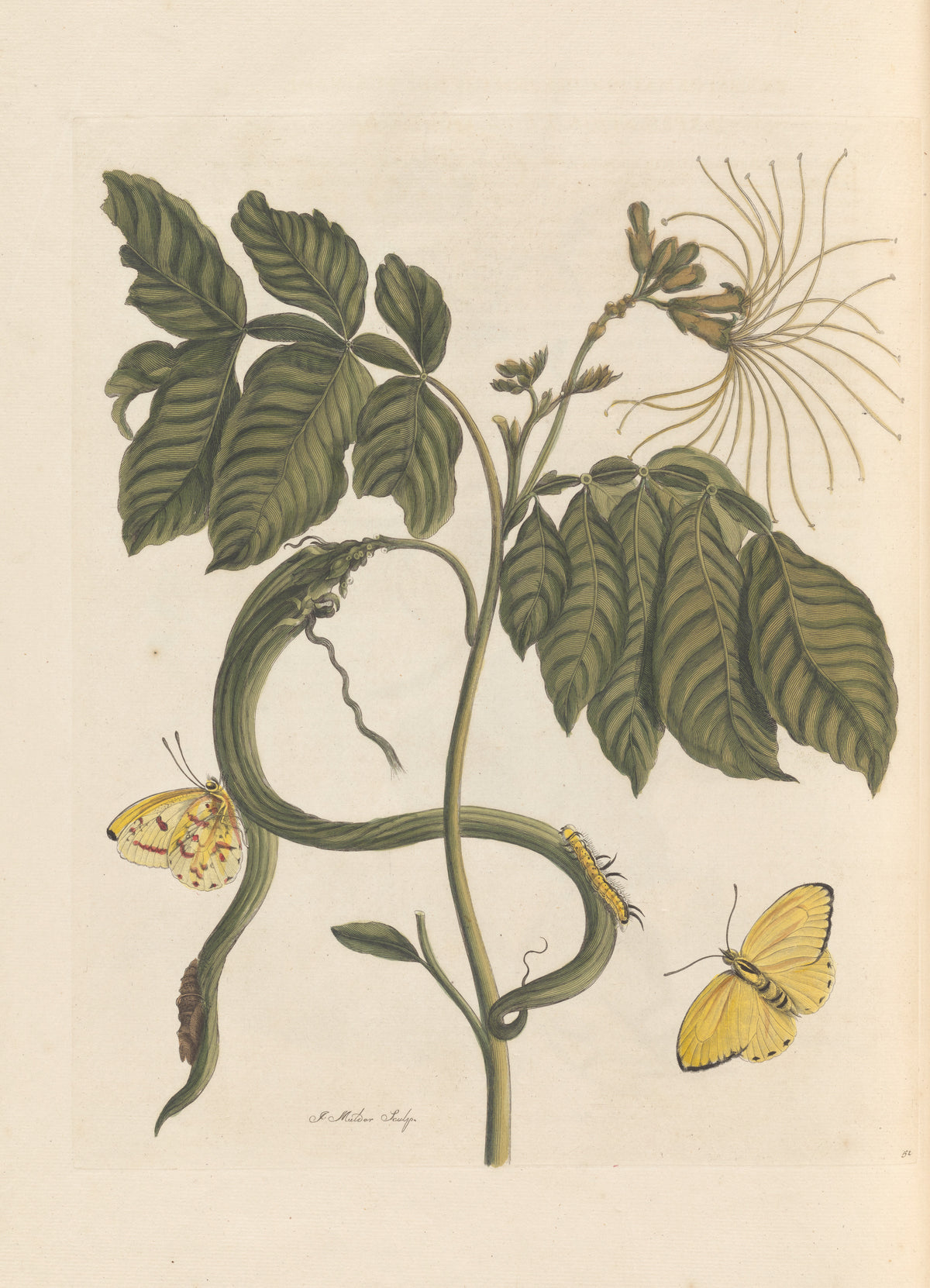 Maria Sibylla Merian — Metamorphosis of the Insects of Surinam, Plate 52: Flowering Branch with Yellow Butterflies | Natural History Print
