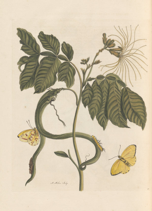 Maria Sibylla Merian — Metamorphosis of the Insects of Surinam, Plate 52: Flowering Branch with Yellow Butterflies | Natural History Print