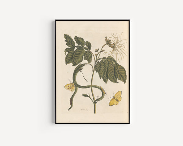 Maria Sibylla Merian — Metamorphosis of the Insects of Surinam, Plate 52: Flowering Branch with Yellow Butterflies | Natural History Print