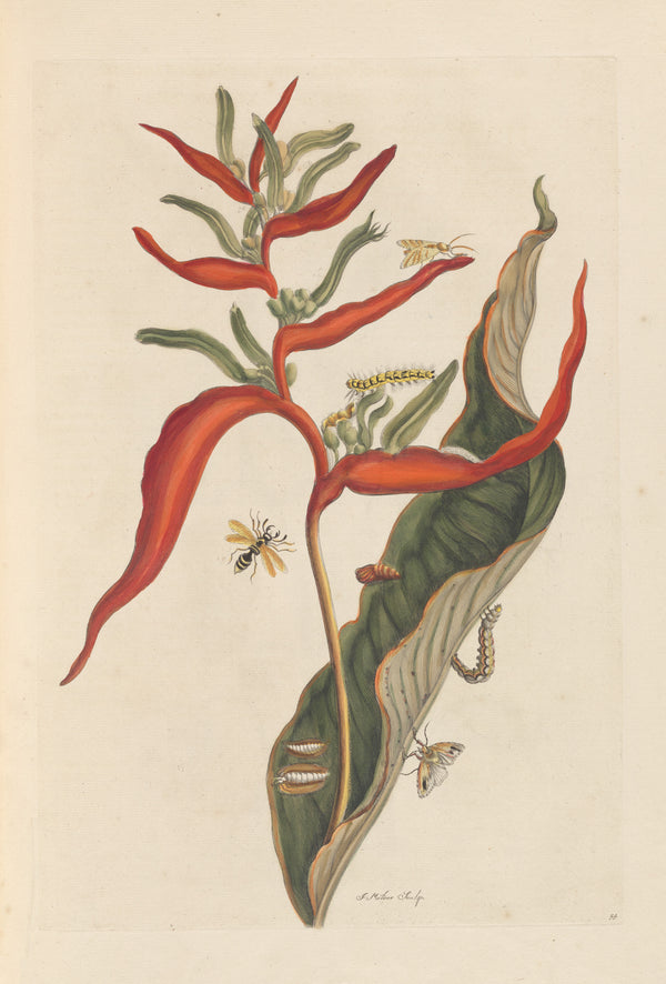 Maria Sibylla Merian — Metamorphosis of the Insects of Surinam, Plate 54: Heliconia with Moths and a Wasp | Natural History Print