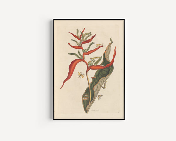 Maria Sibylla Merian — Metamorphosis of the Insects of Surinam, Plate 54: Heliconia with Moths and a Wasp | Natural History Print