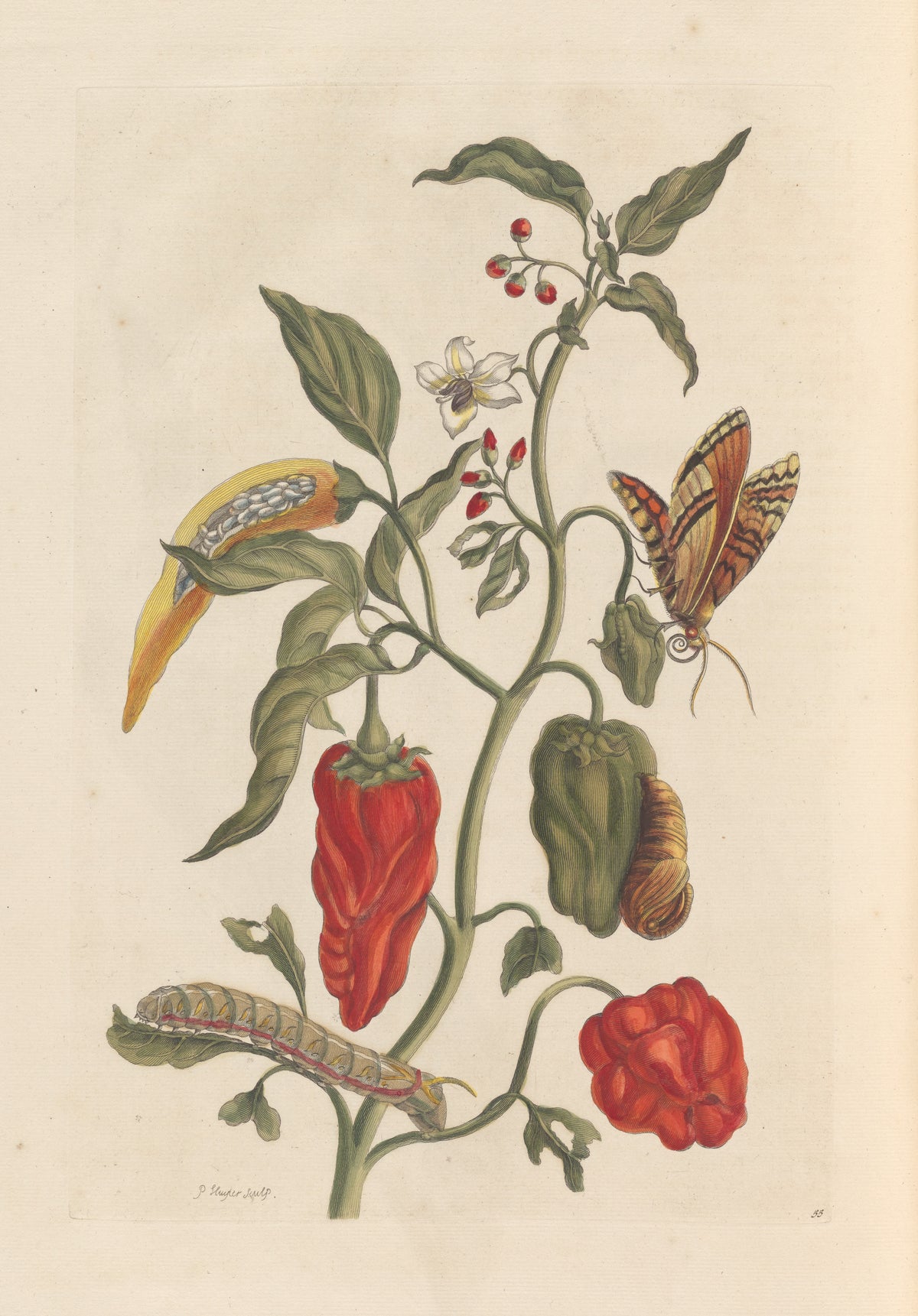 Maria Sibylla Merian — Metamorphosis of the Insects of Surinam, Plate 55: Peppers | Natural History Print