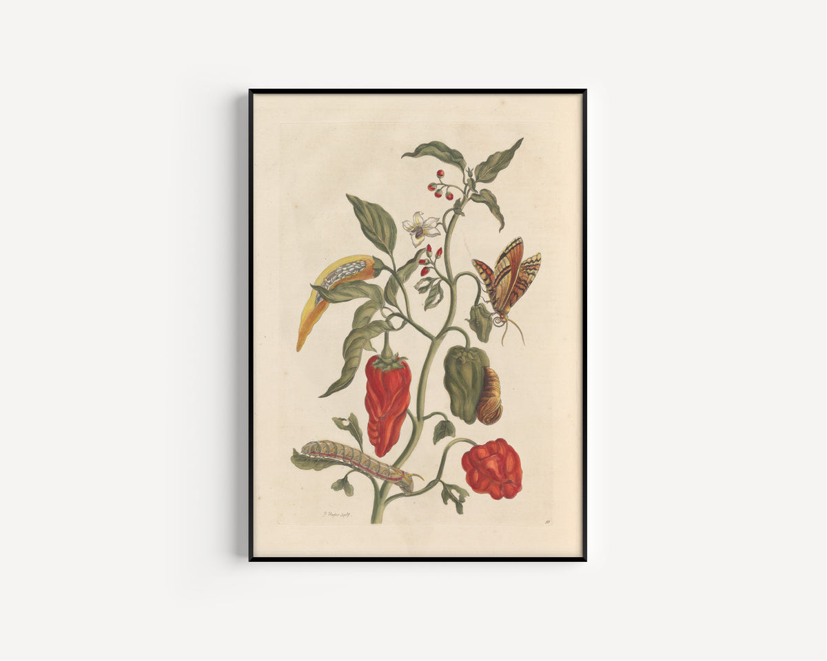 Maria Sibylla Merian — Metamorphosis of the Insects of Surinam, Plate 55: Peppers | Natural History Print