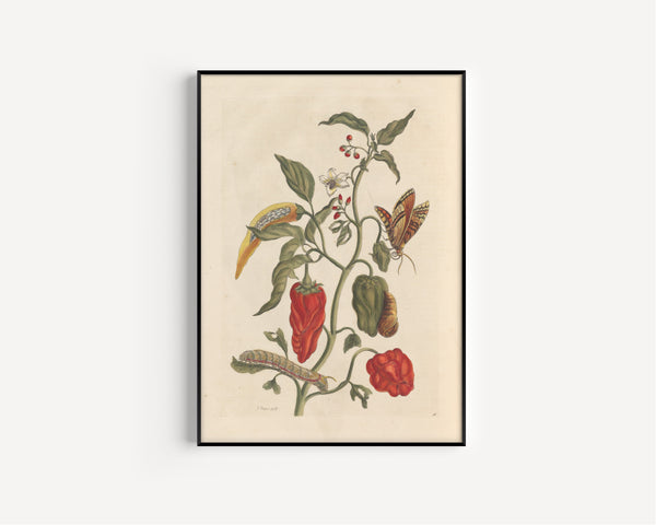 Maria Sibylla Merian — Metamorphosis of the Insects of Surinam, Plate 55: Peppers | Natural History Print