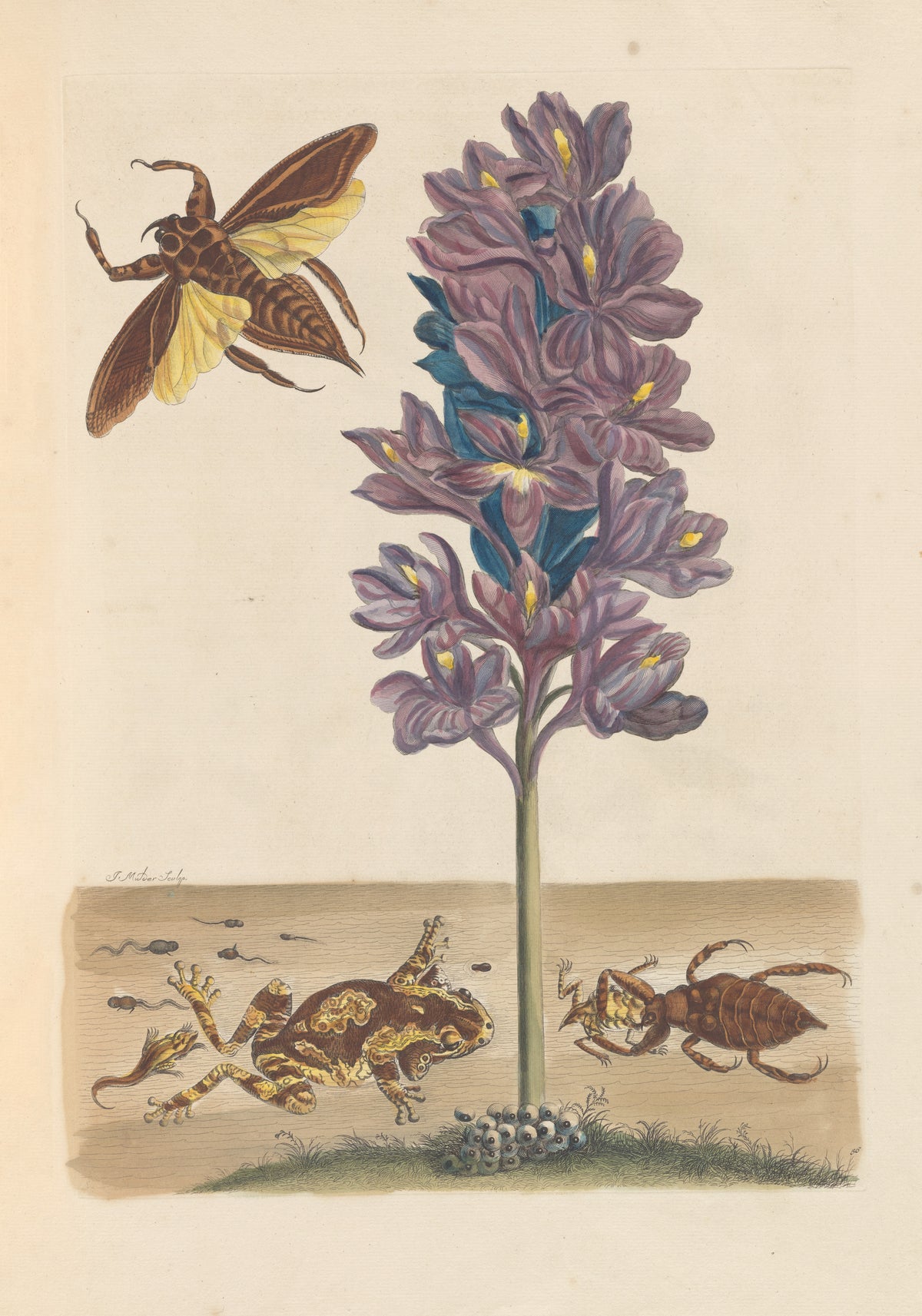 Maria Sibylla Merian — Metamorphosis of the Insects of Surinam, Plate 56: Water Hyacinth with Frogs and Water Bugs | Natural History Print