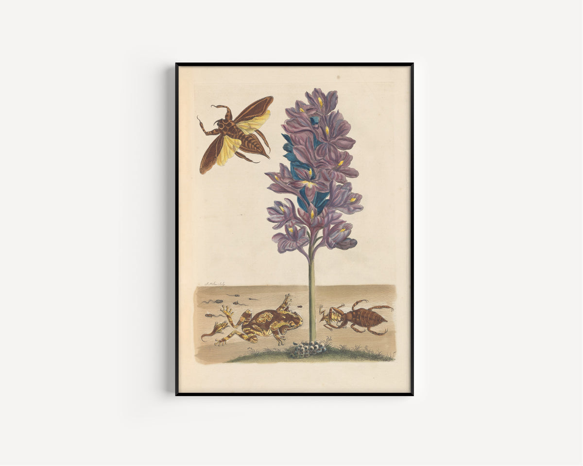 Maria Sibylla Merian — Metamorphosis of the Insects of Surinam, Plate 56: Water Hyacinth with Frogs and Water Bugs | Natural History Print
