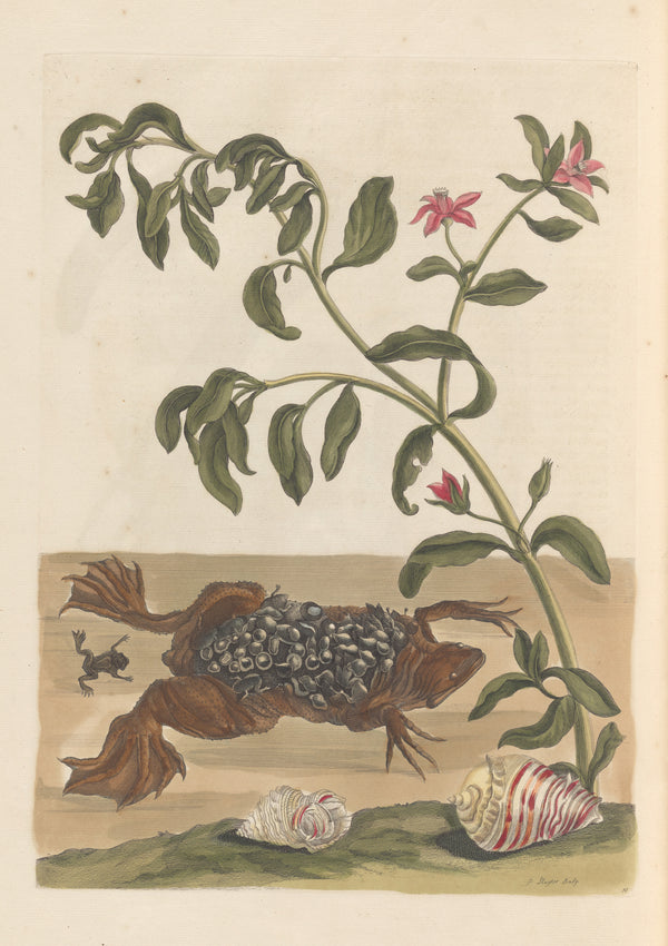 Maria Sibylla Merian — Metamorphosis of the Insects of Surinam, Plate 59: Surinam Toad with Young | Natural History Print