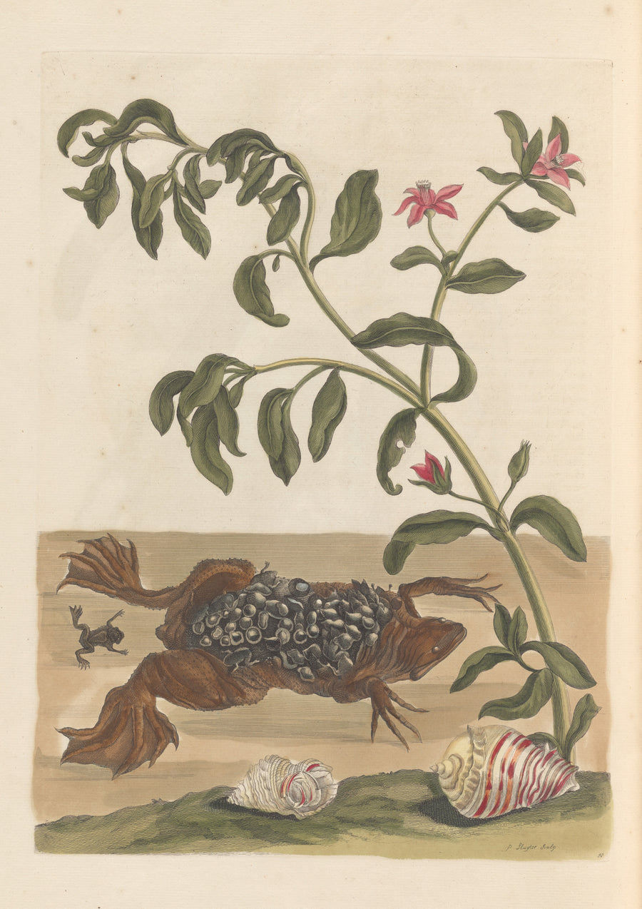 Maria Sibylla Merian — Metamorphosis of the Insects of Surinam, Plate 59: Surinam Toad with Young | Natural History Print shown to scale on a wall above a sofa