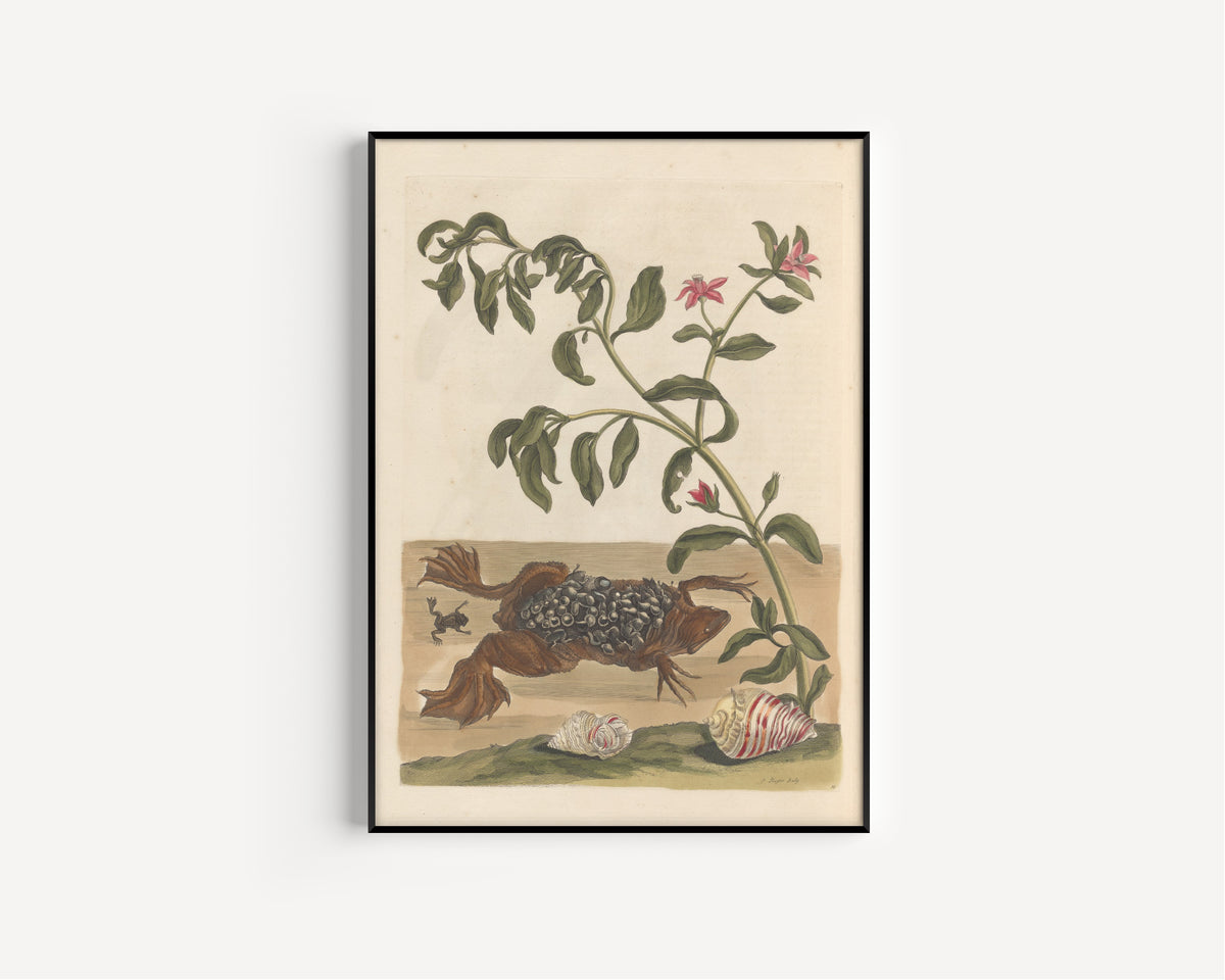 Maria Sibylla Merian — Metamorphosis of the Insects of Surinam, Plate 59: Surinam Toad with Young | Natural History Print