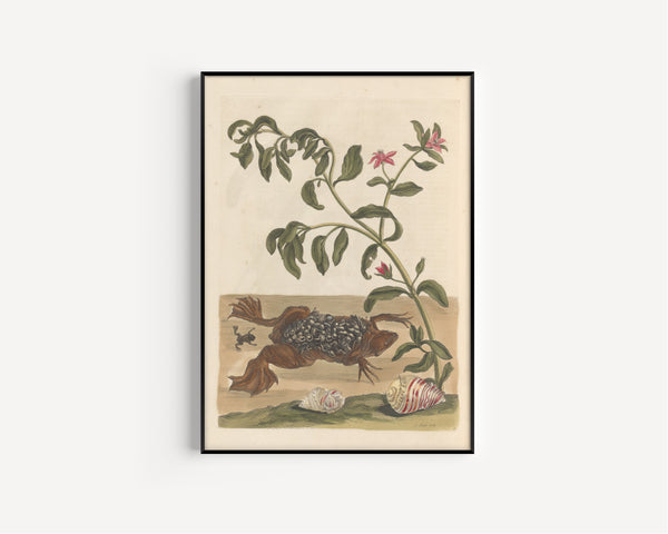 Maria Sibylla Merian — Metamorphosis of the Insects of Surinam, Plate 59: Surinam Toad with Young | Natural History Print