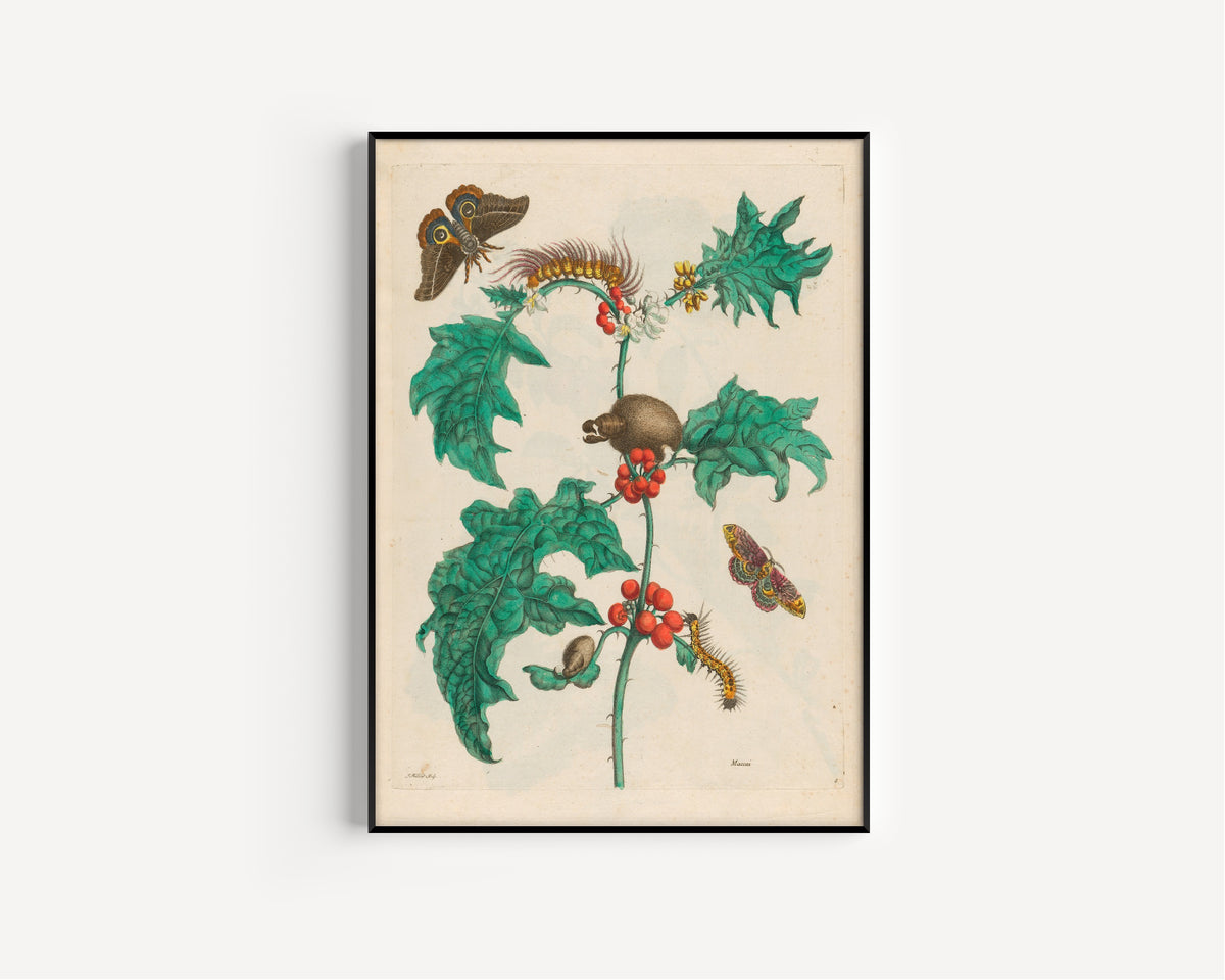 Maria Sibylla Merian — Metamorphosis of the Insects of Surinam, Plate 6: Maccai | Natural History Print