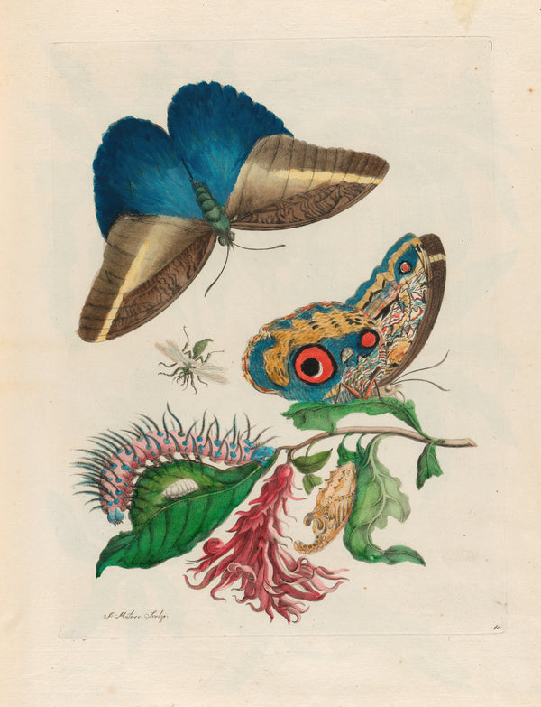 Maria Sibylla Merian — Metamorphosis of the Insects of Surinam, Plate 60: Butterflies, Caterpillar and Red Flower Spike | Natural History Print
