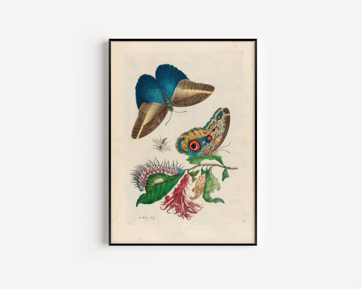Maria Sibylla Merian — Metamorphosis of the Insects of Surinam, Plate 60: Butterflies, Caterpillar and Red Flower Spike | Natural History Print