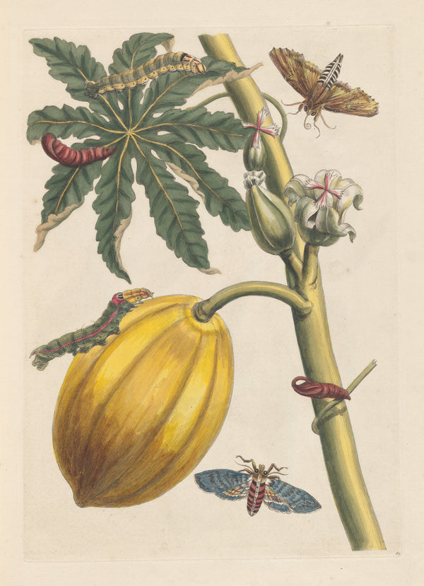 Maria Sibylla Merian — Metamorphosis of the Insects of Surinam, Plate 64: Papaya with Moths and Caterpillars | Natural History Print
