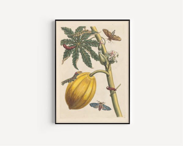 Maria Sibylla Merian — Metamorphosis of the Insects of Surinam, Plate 64: Papaya with Moths and Caterpillars | Natural History Print