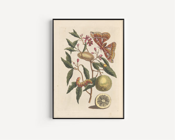 Maria Sibylla Merian — Metamorphosis of the Insects of Surinam, Plate 65: Moth and Cocoon on a Fruiting Branch | Natural History Print