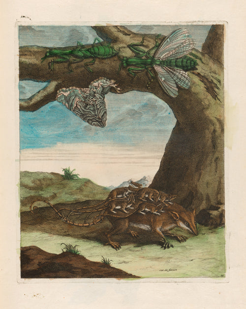 Maria Sibylla Merian — Metamorphosis of the Insects of Surinam, Plate 66: Rat de Forest (Opossum with Young) | Natural History Print