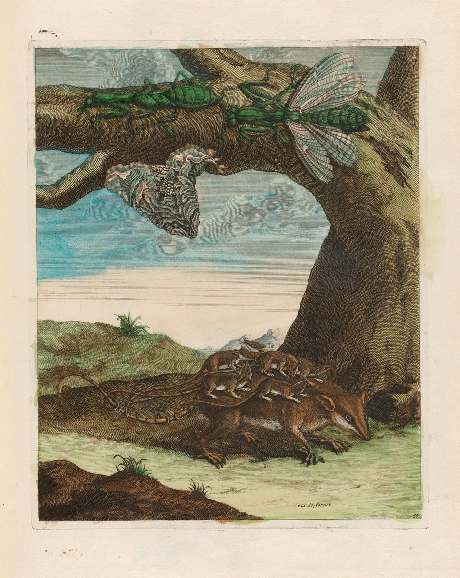 Maria Sibylla Merian — Metamorphosis of the Insects of Surinam, Plate 66: Rat de Forest (Opossum with Young) | Natural History Print shown to scale on a wall above a sofa