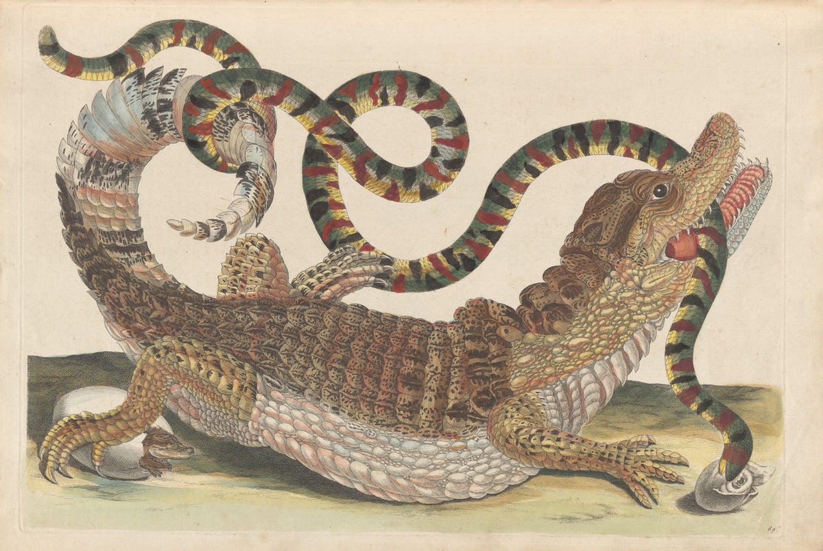 Maria Sibylla Merian — Metamorphosis of the Insects of Surinam, Plate 69: Caiman and Snake | Natural History Print