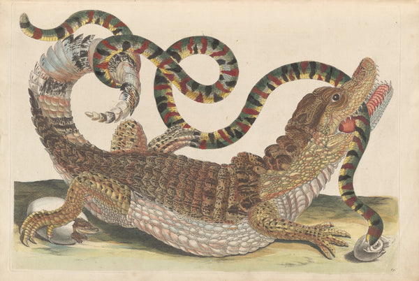 Maria Sibylla Merian — Metamorphosis of the Insects of Surinam, Plate 69: Caiman and Snake | Natural History Print