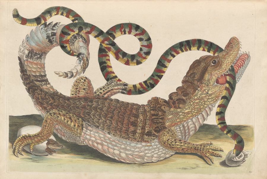 Maria Sibylla Merian — Metamorphosis of the Insects of Surinam, Plate 69: Caiman and Snake | Natural History Print shown to scale on a wall above a sofa